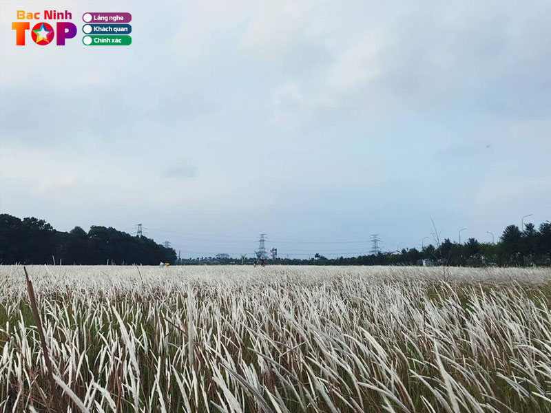 Canh-dong-co-lau-tai-kcn-vsip-bacninhtoplist