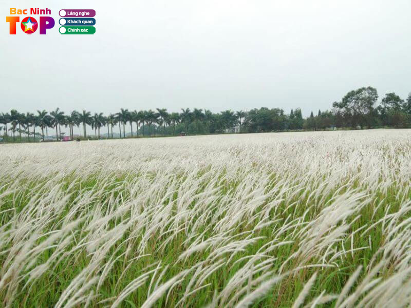 Canh-dong-lau-tai-kcn-vsip-bacninhtoplist