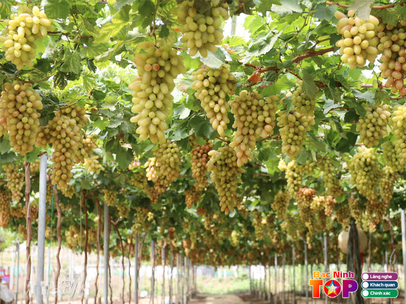 Vuon-nho-anh-cuong-bacninhtoplist
