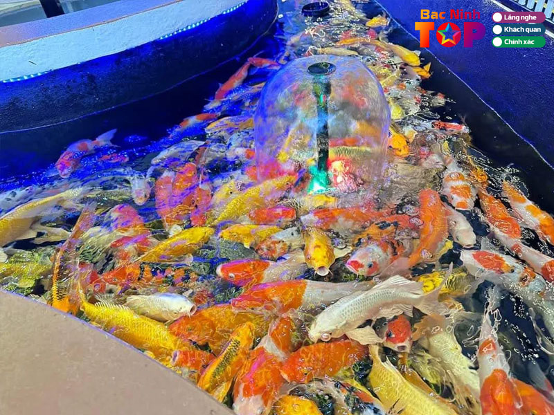 Koi-coffee-dung-xoay-bacninhtoplist