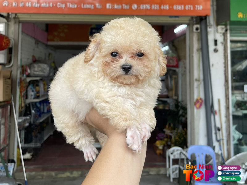 Mila-pet-luong-tai-bacninhtoplist