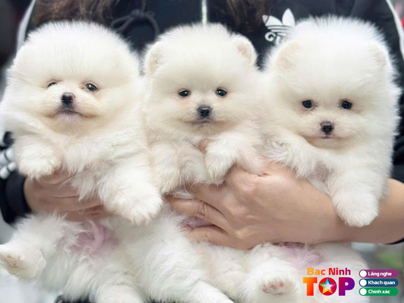 Tieu-chi-cot-loi-va-phuong-phap-luan-danh-gia-cua-bacninhtoplist