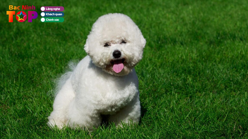 Top-5-dia-chi-ban-cho-canh-o-bac-ninh-giong-dep-thuan-chung-bacninhtoplist