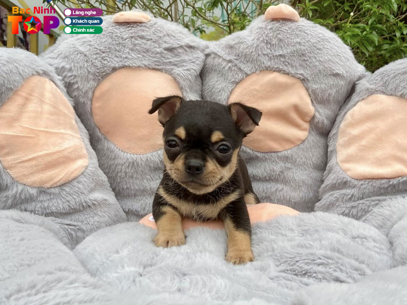 Trai-cho-chihuahua-bac-ninh-bacninhtoplist