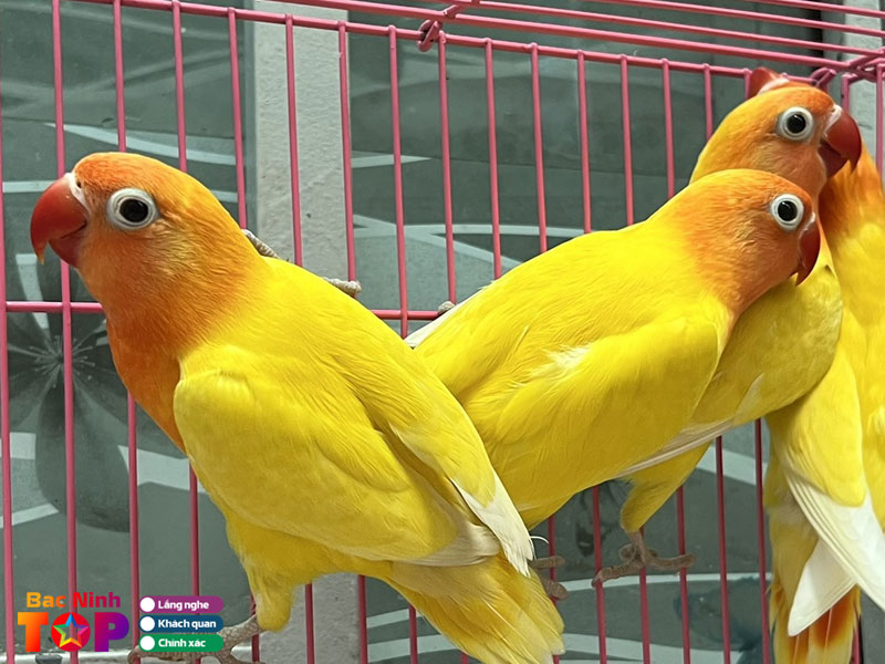 Cua-hang-chim-canh-anh-ngoc-bacninhtoplist