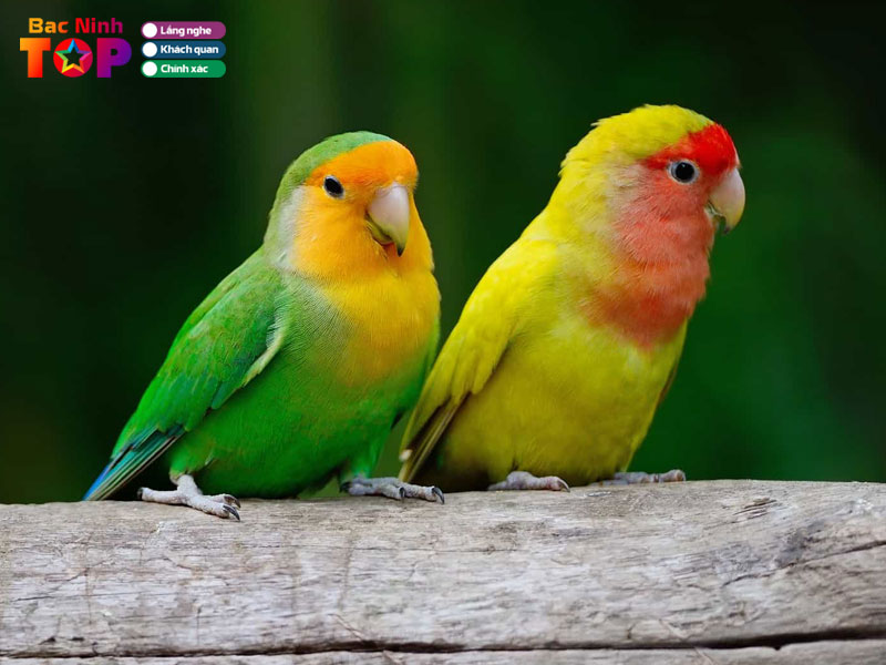 Cua-hang-chim-canh-thao-binh-bacninhtoplist