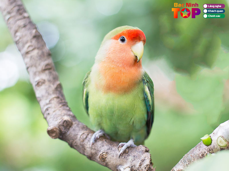 Cua-hang-chim-canh-tien-bo-bacninhtoplist