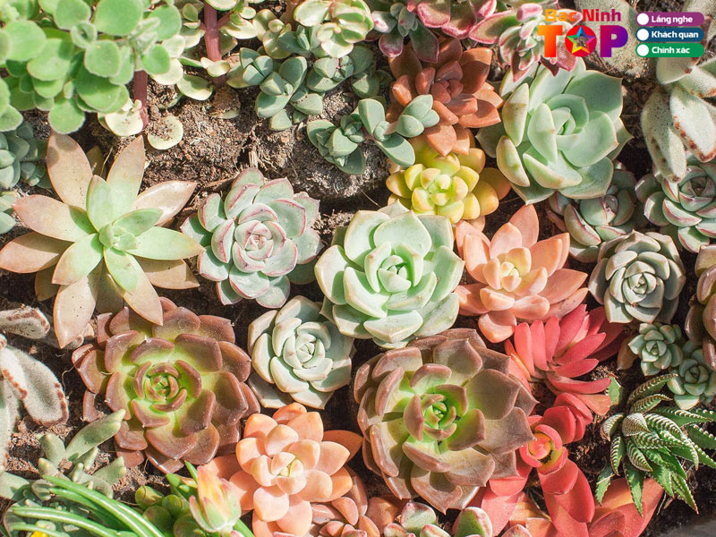 Cay-xanh-dat-viet-bacninhtoplist