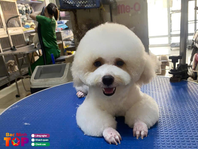 Phong-kham-thu-y-pet-911-bacninhtoplist