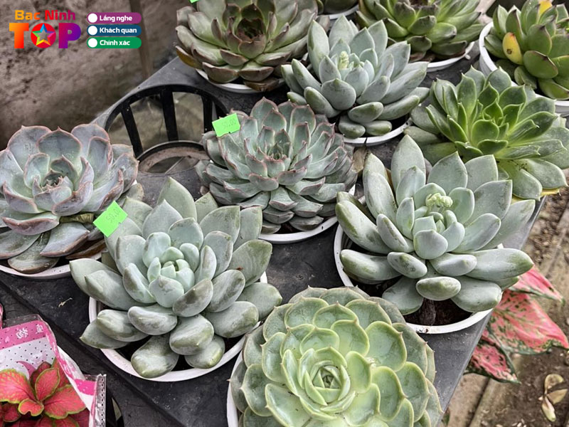 Tai-loc-garden-bacninhtoplist