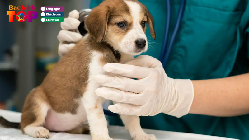 Top-10-benh-vien-thu-y-tai-bac-ninh-uy-tin-dam-bao-bacninhtoplist