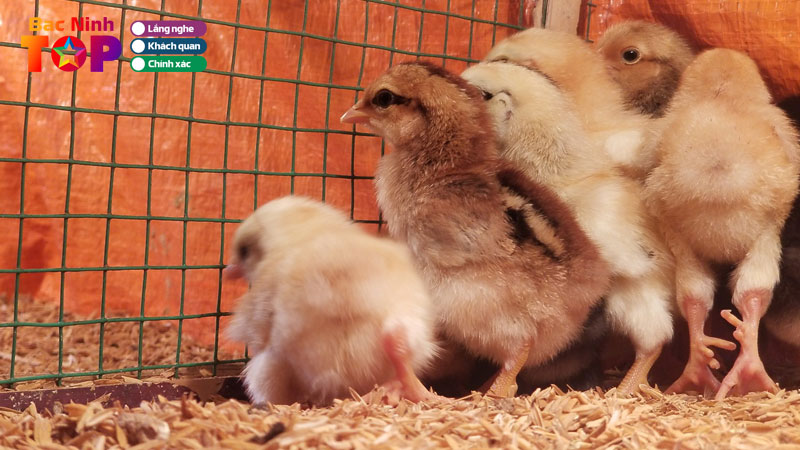 Top-5-noi-ban-ga-con-tai-bac-ninh-uy-tin-giong-dep-bacninhtoplist