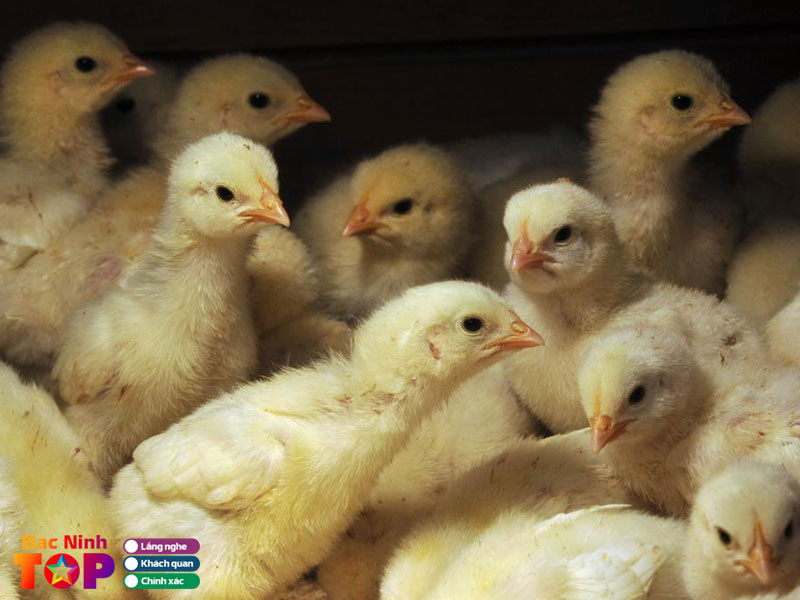 Trai-ga-mai-vinh-bacninhtoplist