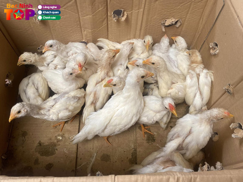 Trai-ga-tre-tan-chau-bac-ninh-bacninhtoplist