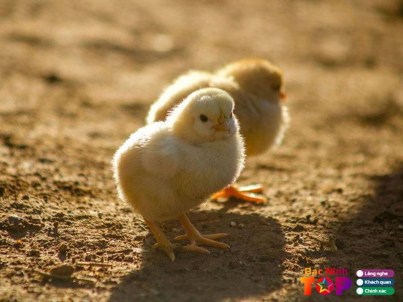 Trai-giong-gia-cam-dung-huong-bacninhtoplist