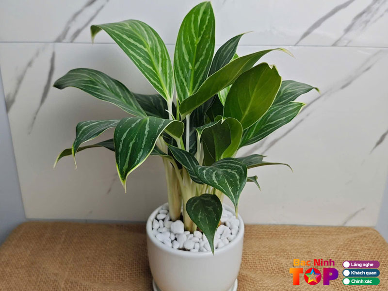 Cay-canh-hai-quy-bacninhtoplist