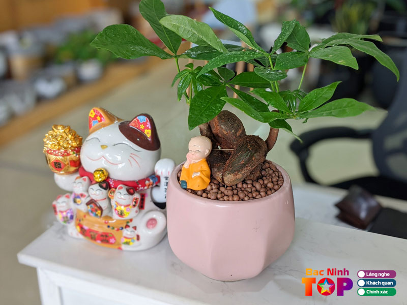 Cay-canh-ngoc-khanh-bacninhtoplist