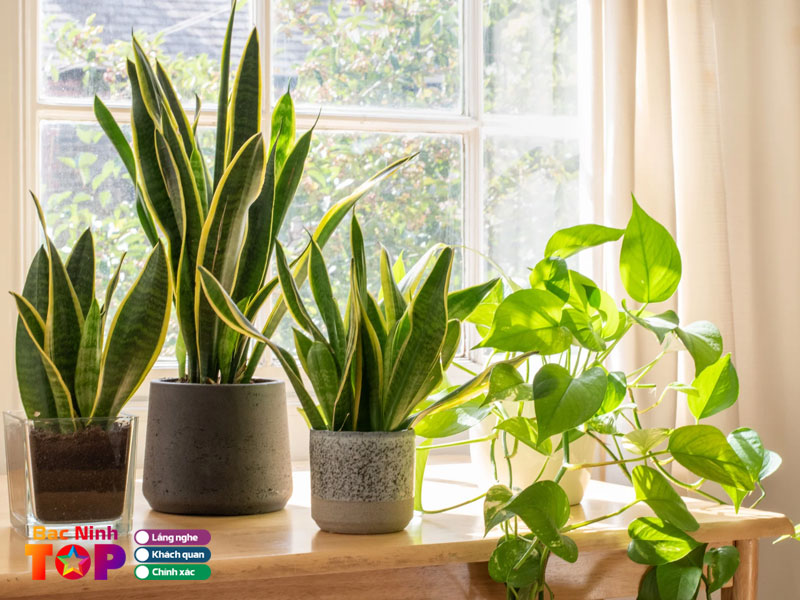 Cay-canh-nhung-dinh-bacninhtoplist