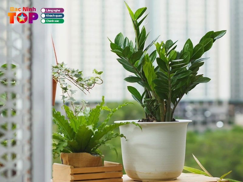 Cay-xanh-dat-viet-1-bacninhtoplist