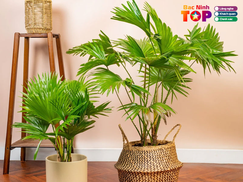 Cua-hang-cay-canh-tien-ha-graden-bacninhtoplist