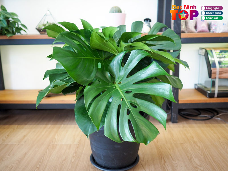 Cua-hang-hoa-cay-canh-kinh-bac-bacninhtoplist