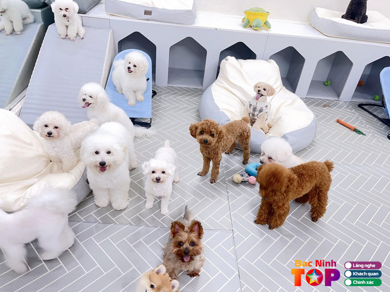 Gumi-pet-shop-bacninhtoplist