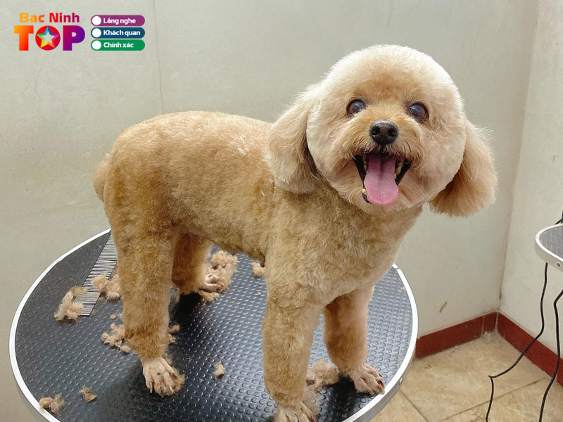 Mila-pet-gia-binh-bacninhtoplist