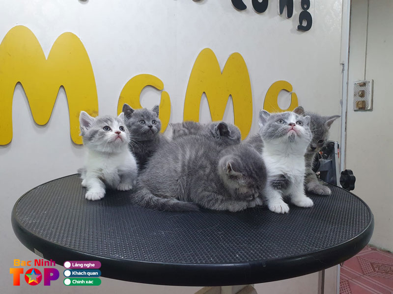 Momo-pet-bacninhtoplist