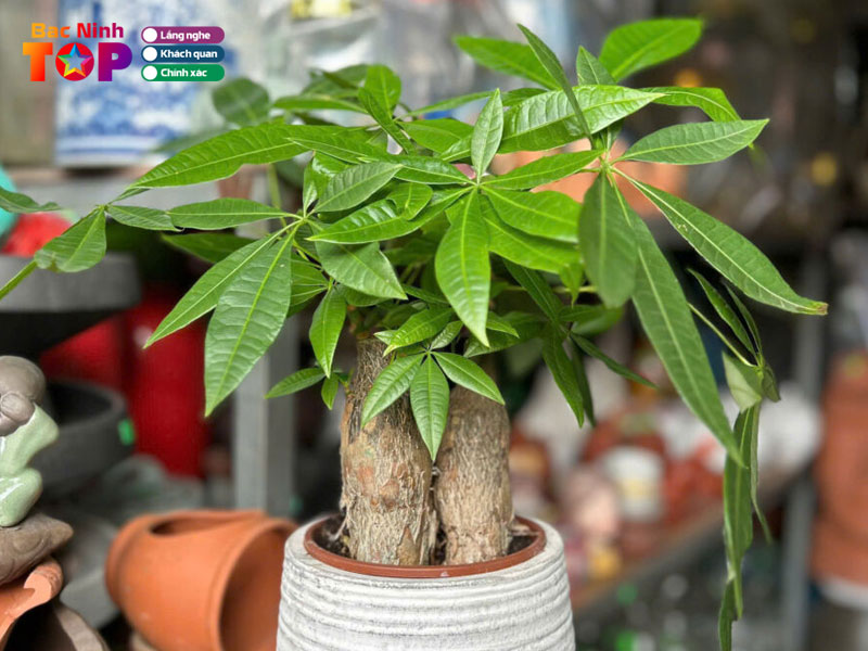 Nha-vuon-kinh-bac-bacninhtoplist