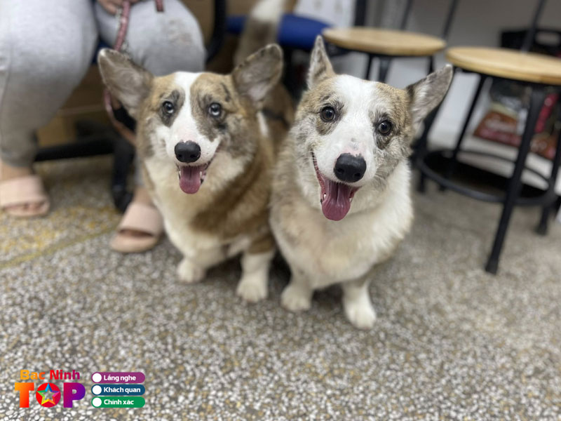 Phong-kham-thu-y-provet-bacninhtoplist