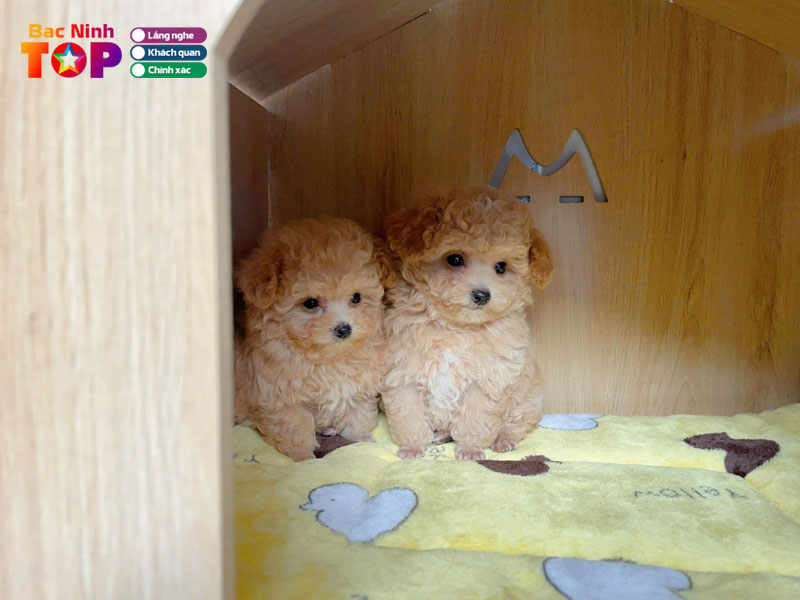 Pom-pom-pet-shop-bacninhtoplist