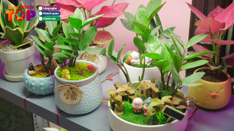 Top-10-dia-chi-ban-cay-canh-tai-bac-ninh-cay-khoe-gia-tot-bacninhtoplist