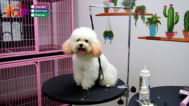 Top-10-dich-vu-trong-giu-thu-cung-tai-bac-ninh-duoc-tin-chon-bacninhtoplist