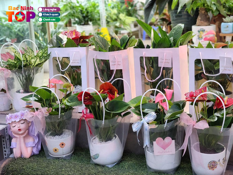 Vuon-sen-da-kinh-bac-cay-phong-thuy-bacninhtoplist