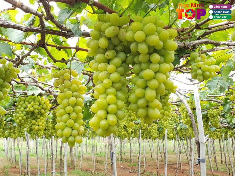 Mot-vai-luu-y-khi-tham-quan-vuon-nho-tai-bac-ninh-bacninhtoplist